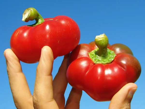 Red peppers in hand — Stock Photo, Image