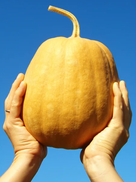 Mano con calabaza —  Fotos de Stock