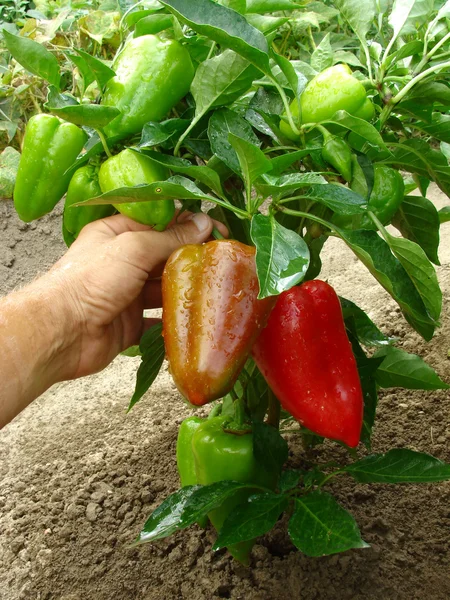 富有成效的胡椒植物 — 图库照片