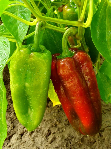 Rode en groene paprika — Stockfoto