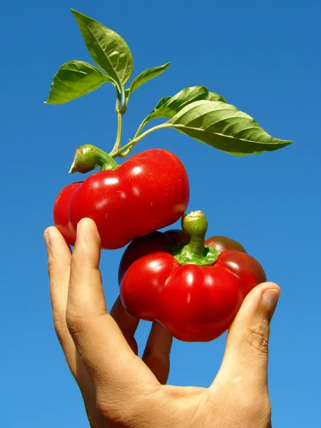 Rode paprika in de hand — Stockfoto