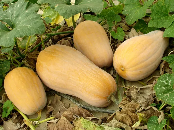 白胡桃葫芦科κολοκύθες butternut — 图库照片