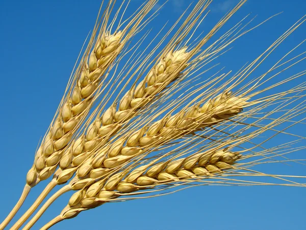 Wheat ears — Stock Photo, Image