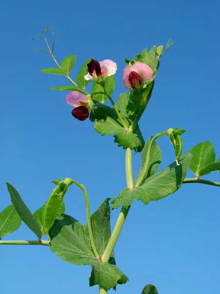 Planta de ervilha bonita — Fotografia de Stock