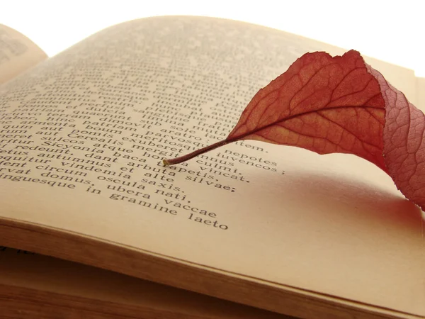Podzimní čtení — Stock fotografie
