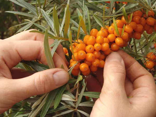 Harvesting crops — Stock Photo, Image