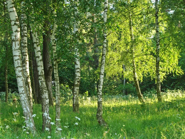 Birch grove — Stock Photo, Image