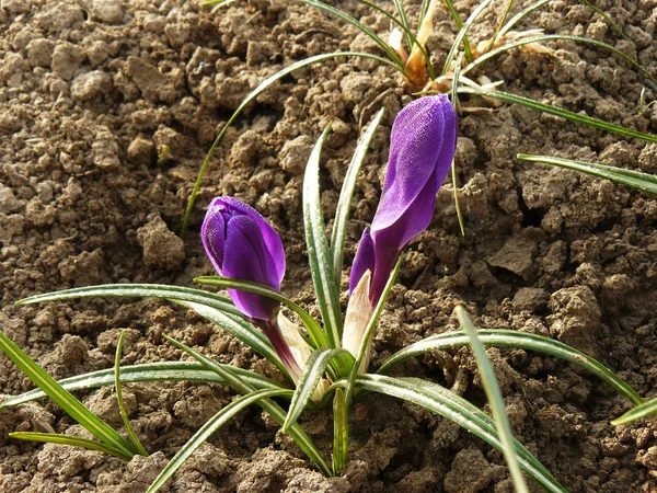 Bourgeons de crocus — Photo