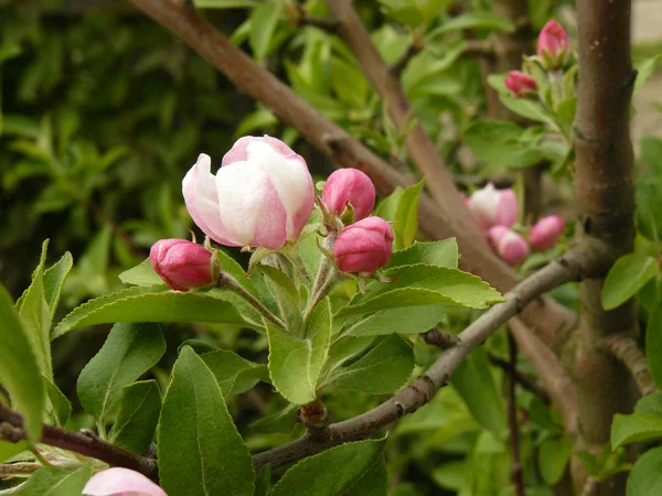 Tavaszi almafa — Stock Fotó