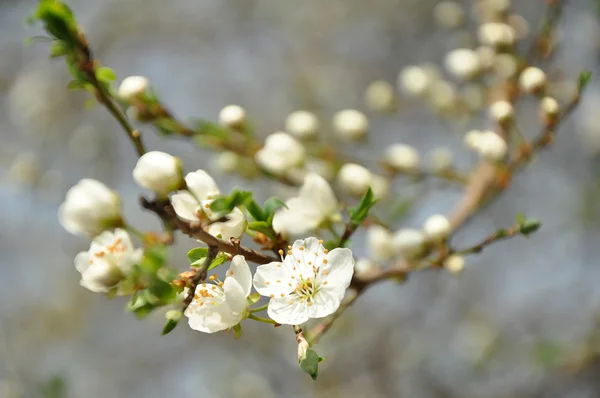 Flores de cereja-ameixa — Fotografia de Stock