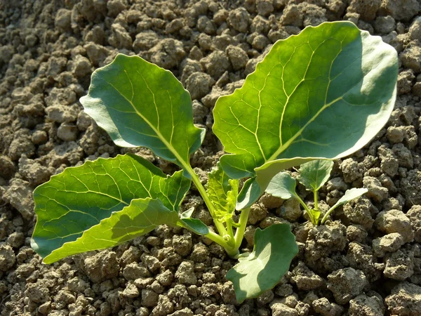 Broccoli seedlings — Stock Photo, Image