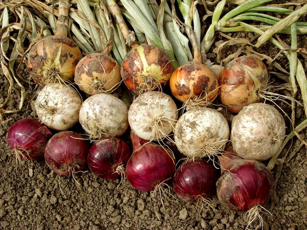 Cebollas cosechadas —  Fotos de Stock