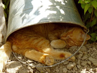 kedi dinlenme