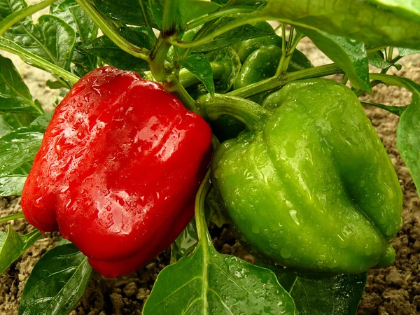 Bell pepper plant — Stock Photo, Image