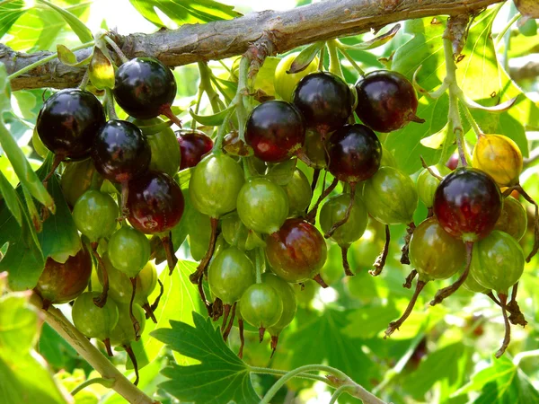 Blackcurrant — Stock Photo, Image