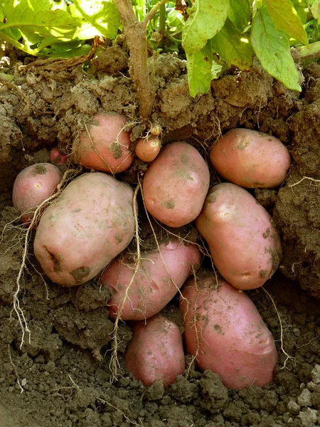 Potatis växt med knölar — Stockfoto