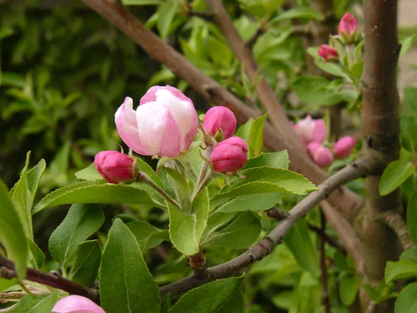 Manzano de primavera — Foto de Stock