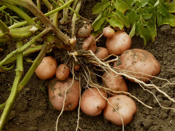 Potato plant with tubers — Stock Photo, Image