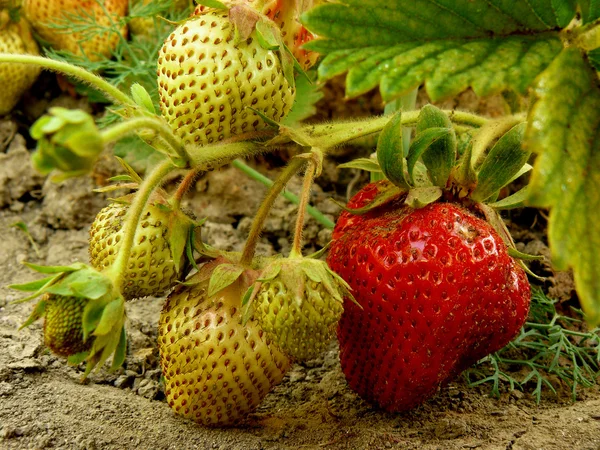 Erdbeeren — Stockfoto