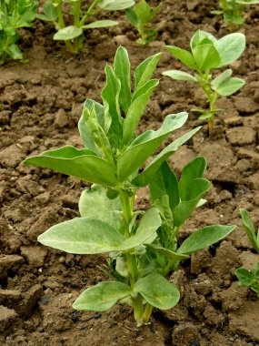 plantas de feijão pequeno