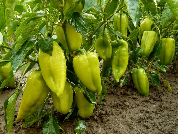 Unripe sweet peppers — Stock Photo, Image