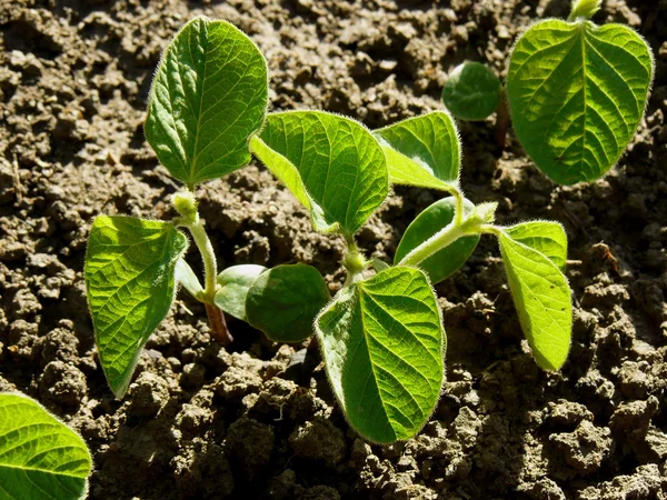 Pequenas plantas de soja — Fotografia de Stock