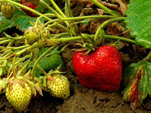 Aardbeien — Stockfoto