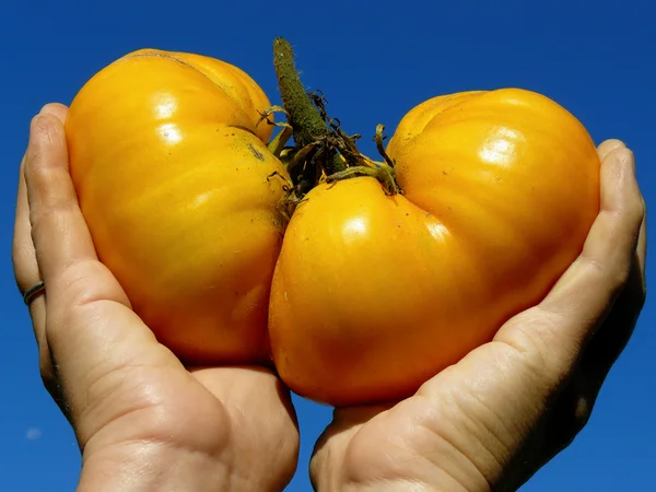 Tomate gigante dourado — Fotografia de Stock