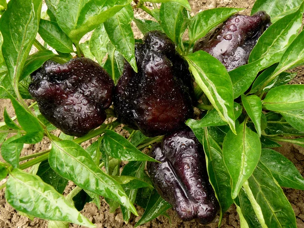 Black sweet peppers — Stock Photo, Image