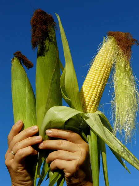 Три качанів кукурудзи — стокове фото