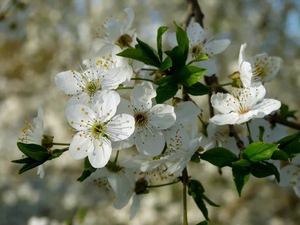 Flores de cerezo y ciruela —  Fotos de Stock