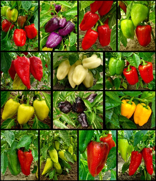 Sweet peppers set — Stock Photo, Image