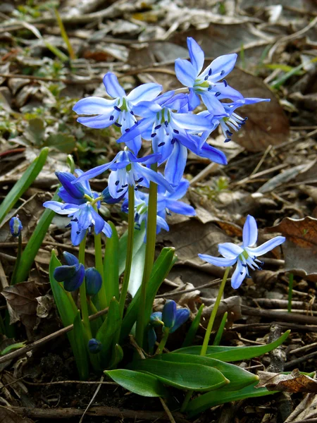 Siberian squill — Stock Photo, Image