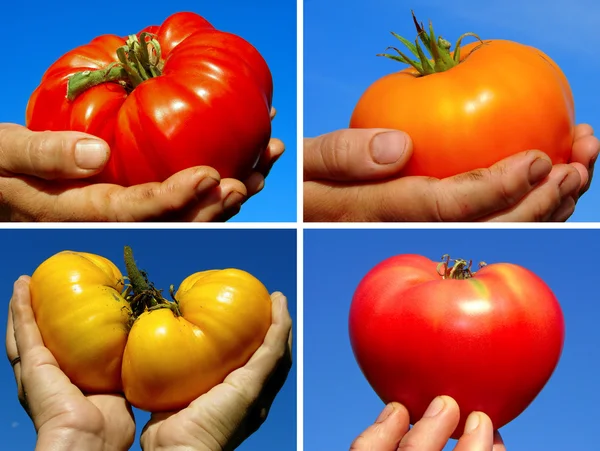 Tomates de carne de bovino conjunto — Fotografia de Stock