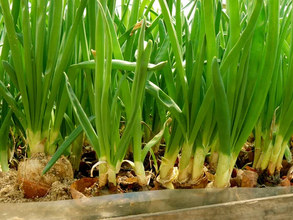 Grüne Zwiebeln im Gewächshaus anbauen — Stockfoto