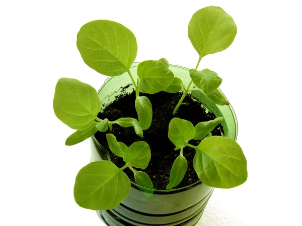 Eggplant seedlings — Stock Photo, Image