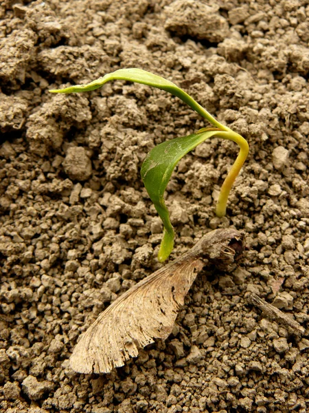 Sugar maple seedling — Stock Photo, Image