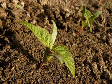 ash - leaved akçaağaç küçük fidan