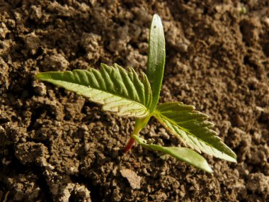ash - leaved akçaağaç küçük fide