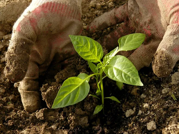 Plantar mudas de pimenta — Fotografia de Stock