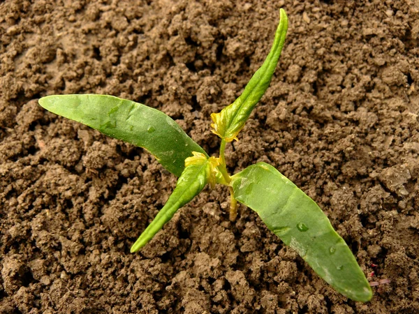 Sugar maple seedling — Stock Photo, Image