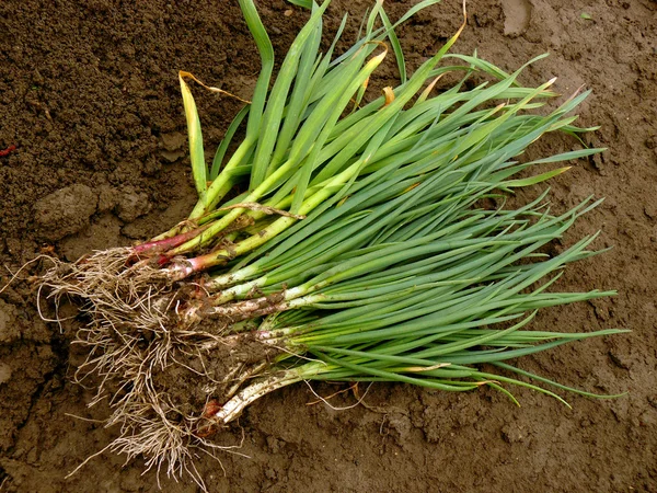 Green onion and garlic — Stock Photo, Image