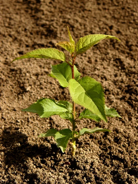 Apricot tree seedling Royalty Free Stock Photos