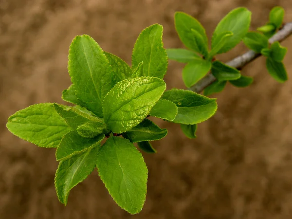 Plum tree twig Stock Image