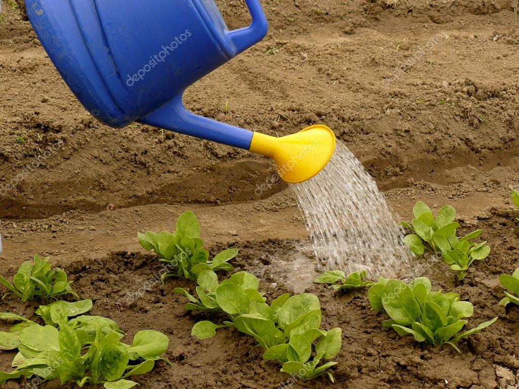 Watering Stock Photo by ©DLeonis 46087801