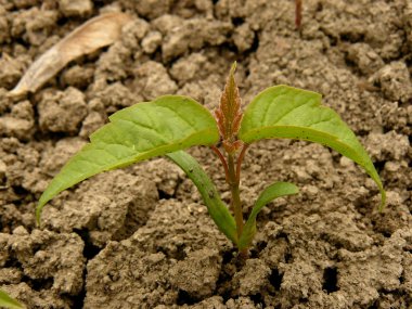 ash - leaved akçaağaç küçük fide