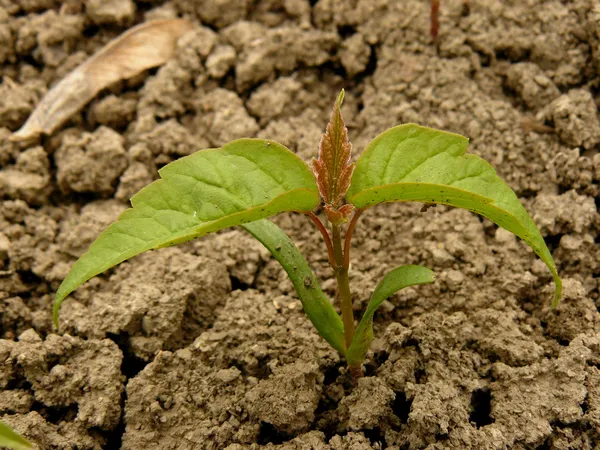 Pequena planta cultivada de sementes de bordo com folhas de cinzas — Fotografia de Stock