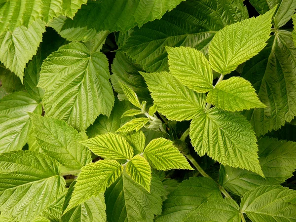 라스베리 잎 — 스톡 사진