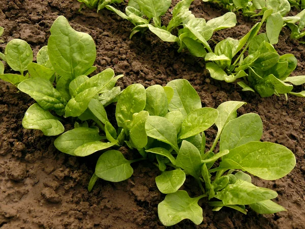 Spinach bed Stock Photo