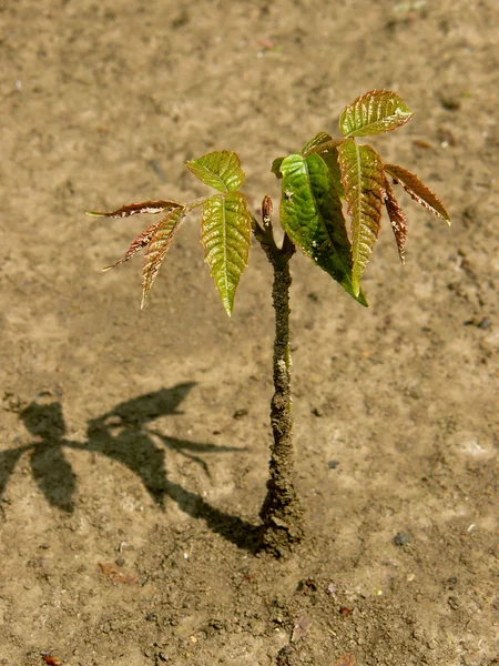 Walnut tree zaailing — Stockfoto